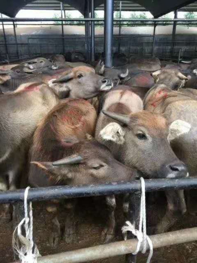 云南省水牛犊放养的，好养/