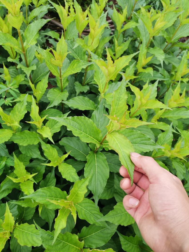 红王子锦带，灌木新品种，五彩锦带，园林新品种
