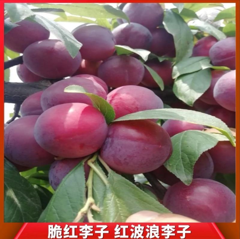 红布郎李子&红波浪，产地直销一手货源，外贸出口用