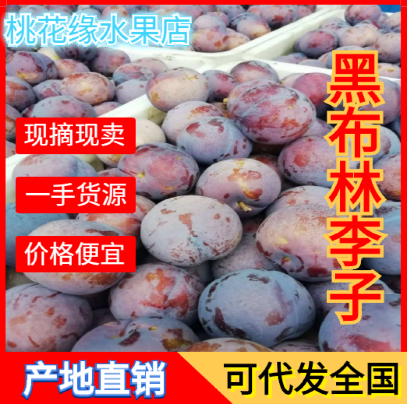 黑总统李子&黑布林李子，产地直销量大从优，直供商场超市！