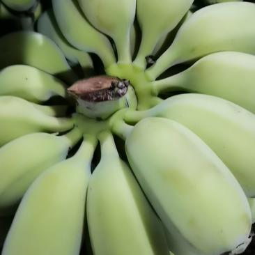 苹果蕉社区团购，落地配，质量有保障，原产地代发仓直发