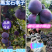【黑宝石李子】南阳产地一手货源,价格便宜,冷库黑宝石。