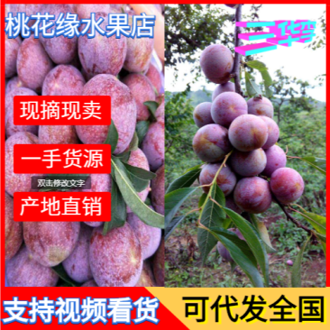 【精品李子&三华李子】产地直销量大从优价格公道一条龙服务