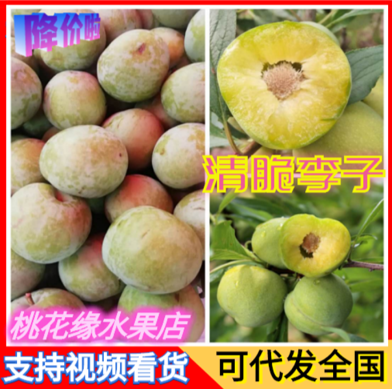 【现摘现卖】青脆李子（产地直销量大从优）一手货源价格公道