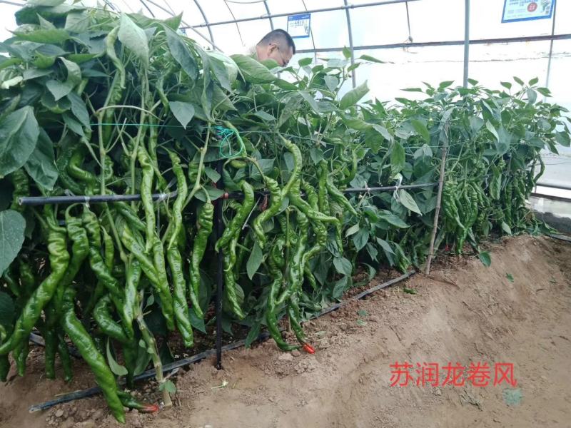 苏润陇椒螺丝椒种子杂交一代早熟品种种子辣味浓香品种