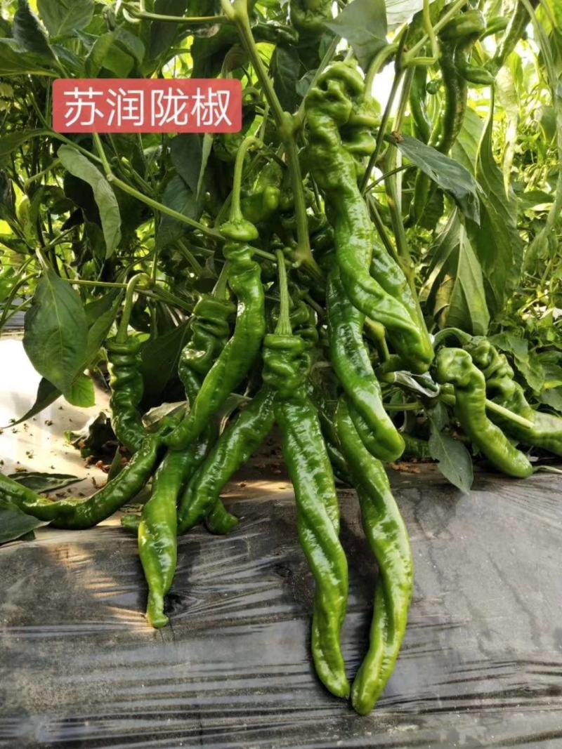苏润陇椒螺丝椒种子杂交一代早熟品种种子辣味浓香品种