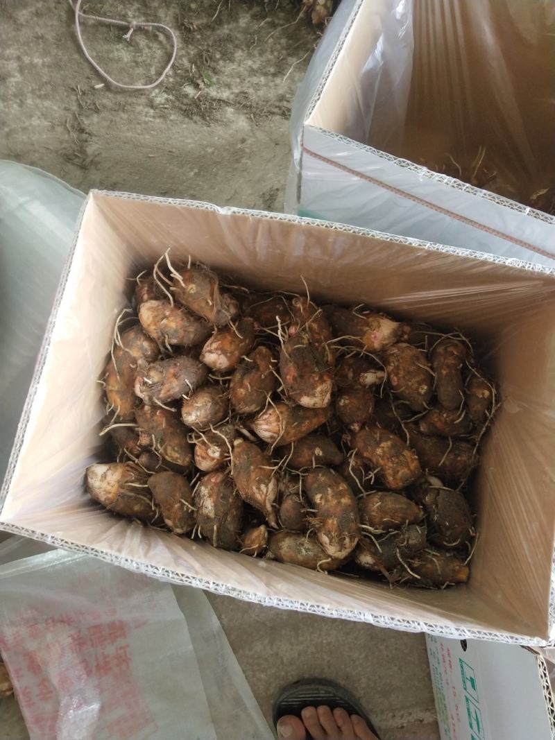 芋头红芽芋江西紫溪红芽芋皮薄肉白口感丰富欢迎电联
