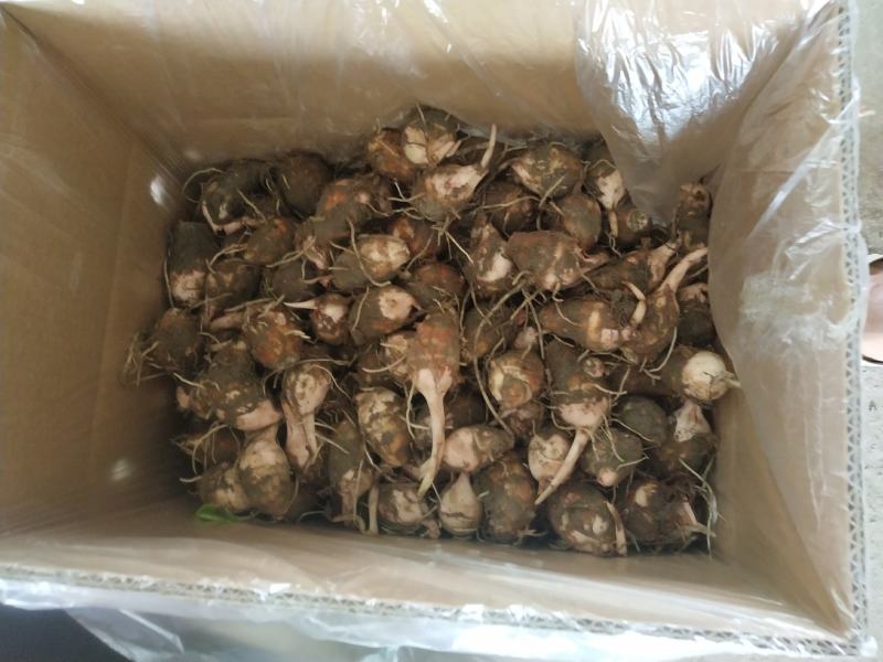 芋头红芽芋江西紫溪红芽芋皮薄肉白口感丰富欢迎电联