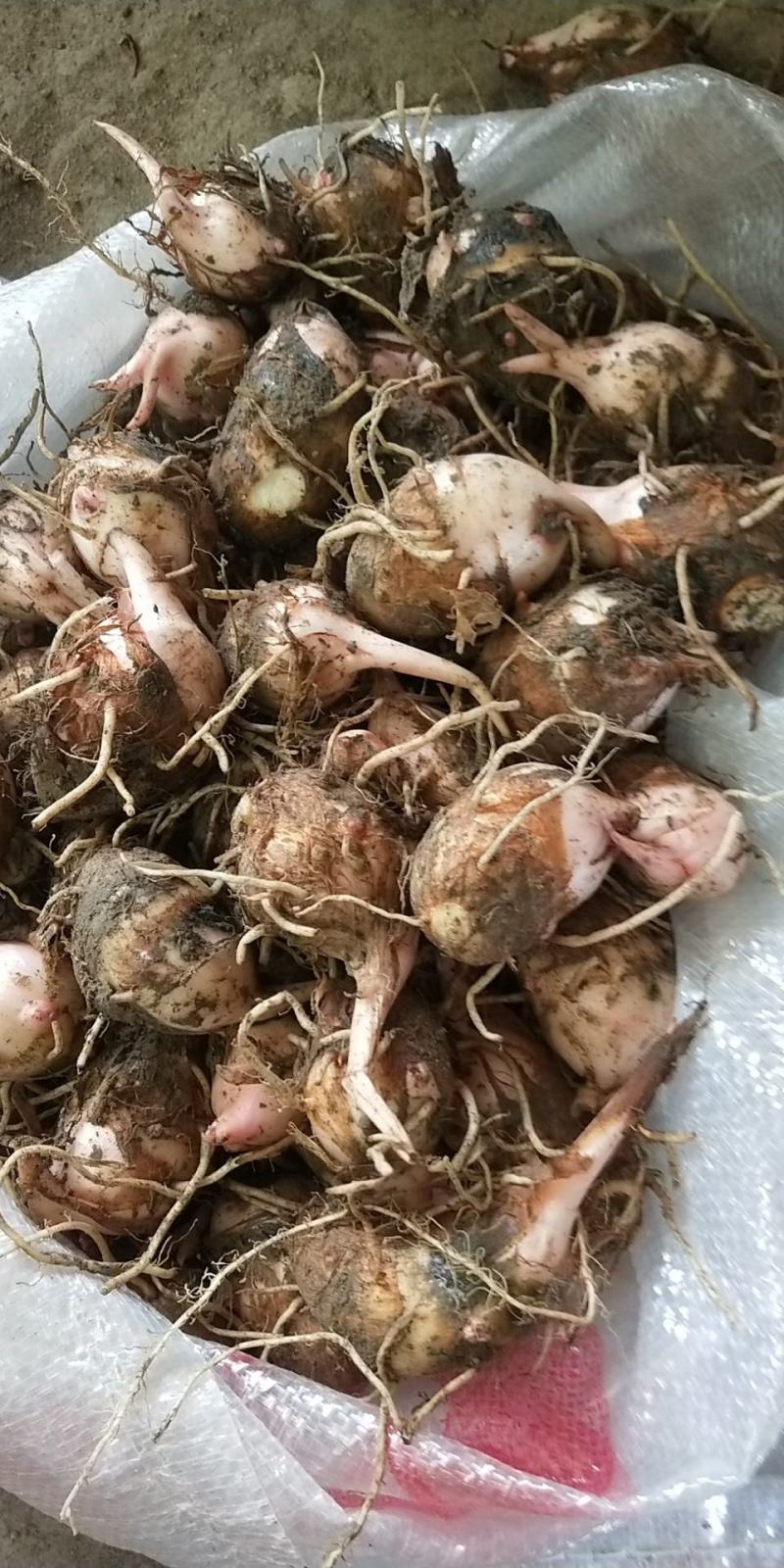 芋头红芽芋江西紫溪红芽芋皮薄肉白口感丰富欢迎电联