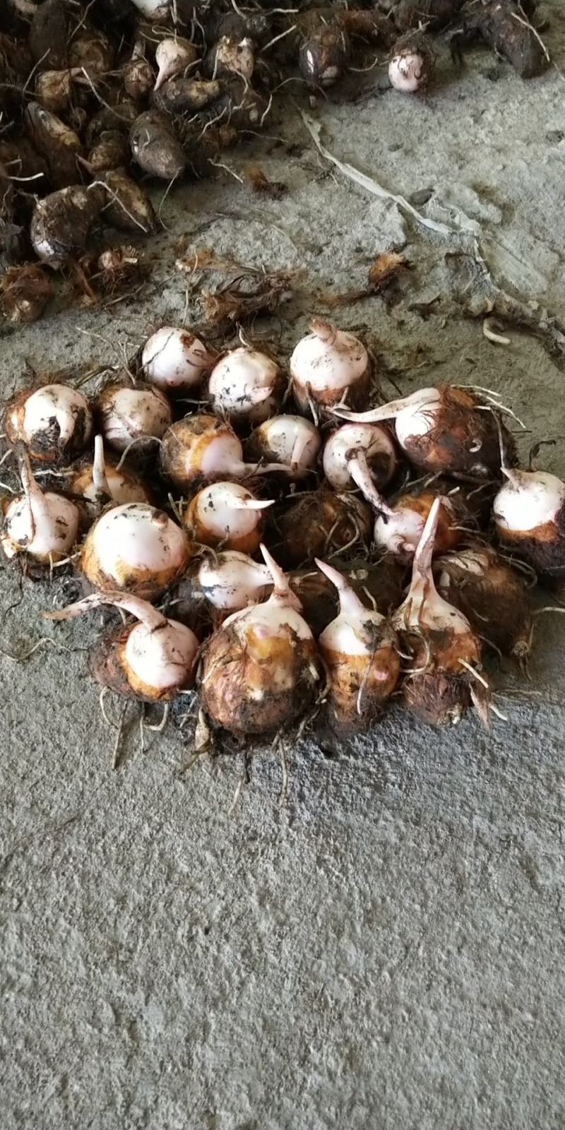 芋头红芽芋江西紫溪红芽芋皮薄肉白口感丰富欢迎电联