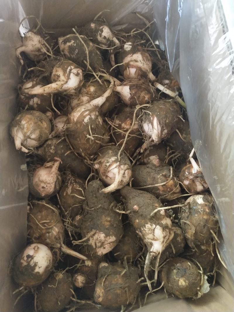 芋头红芽芋江西紫溪红芽芋皮薄肉白口感丰富欢迎电联