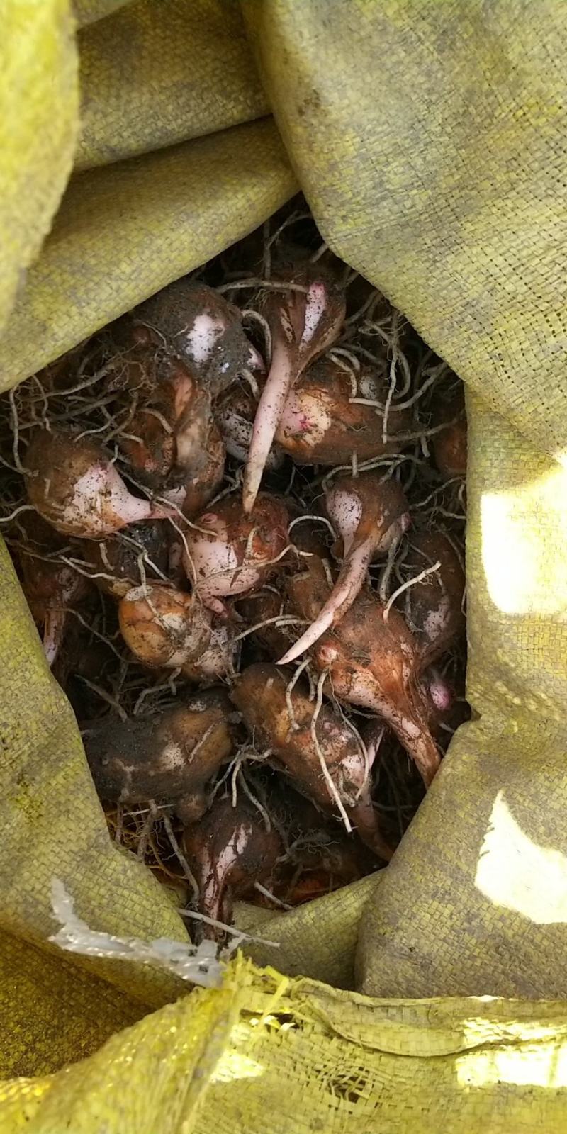 芋头红芽芋江西铅山紫溪红芽芋规格齐全对接市场商超