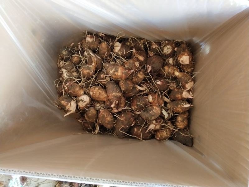 芋头红芽芋江西铅山紫溪红芽芋规格齐全对接市场商超