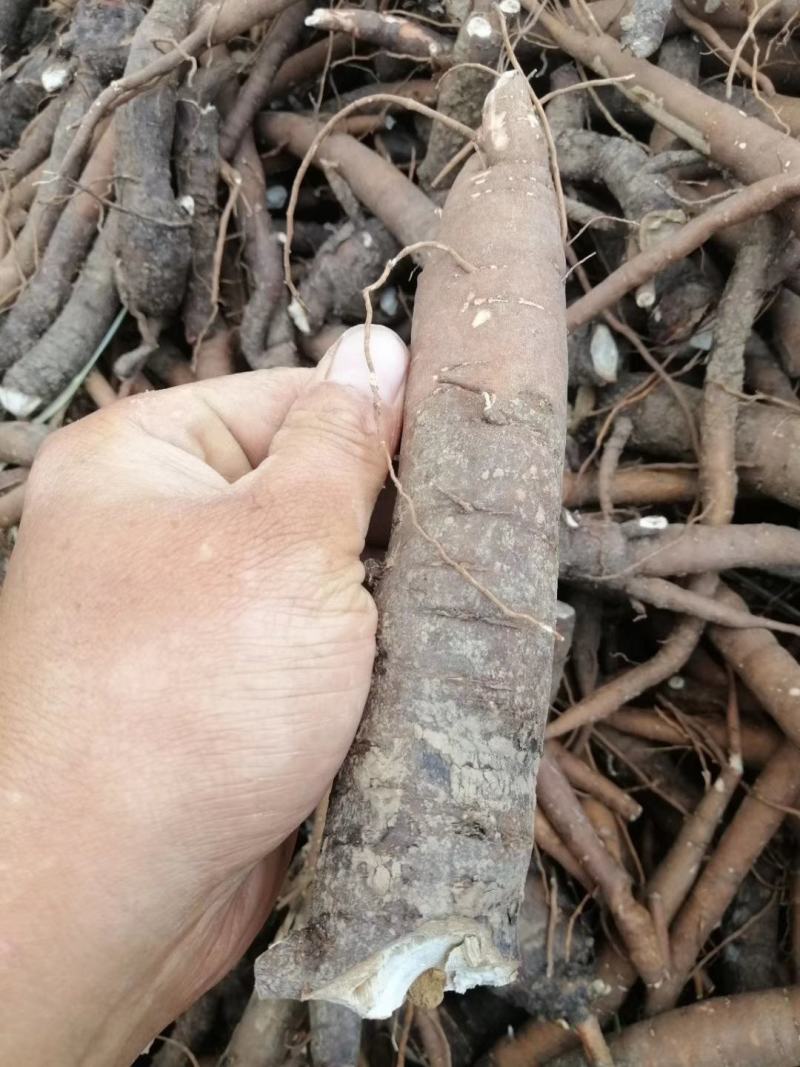 大量收购鲜白芍安徽，河南优先