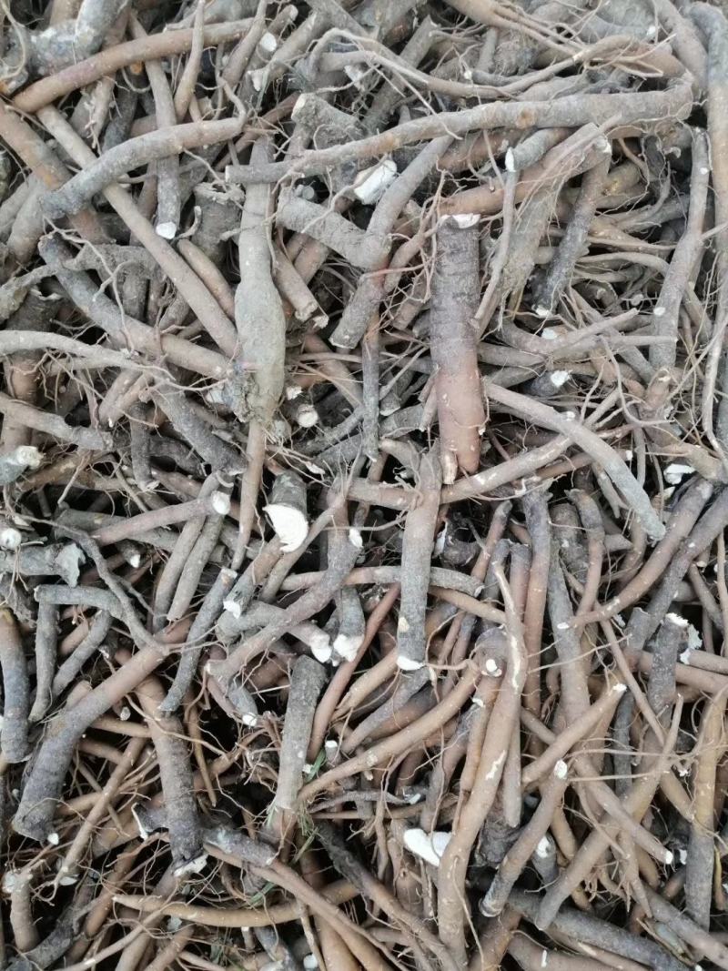 大量收购鲜白芍安徽，河南优先