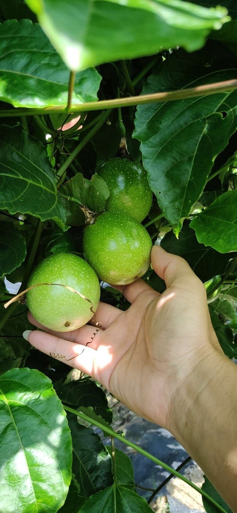 黄金百香果，蜂蜜味黄金百香果，高品质黄金百香果