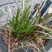 马鞭石斜野生叠稍束花石斛，美花石斜。