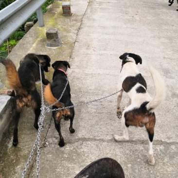 猎犬撵山狗山地猎犬天生猎犬凉山猎犬