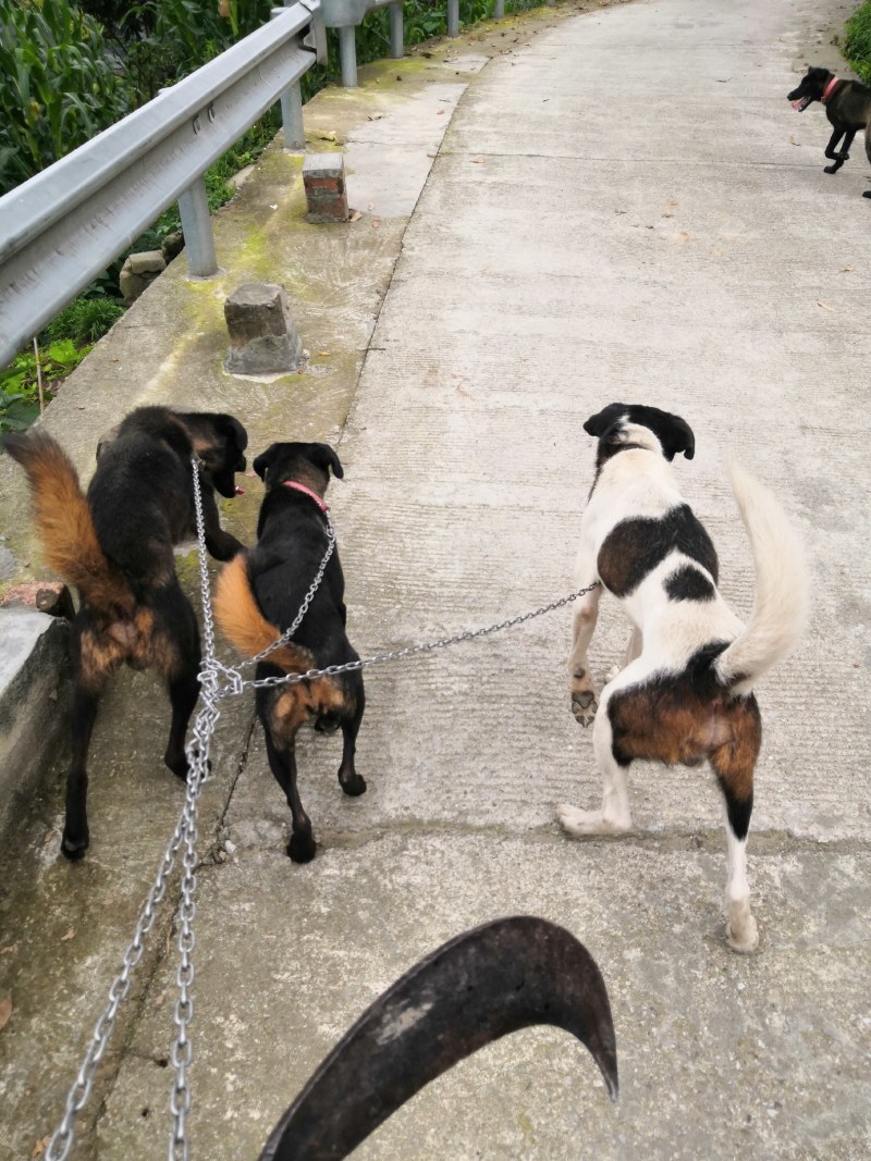 猎犬撵山狗山地猎犬天生猎犬凉山猎犬