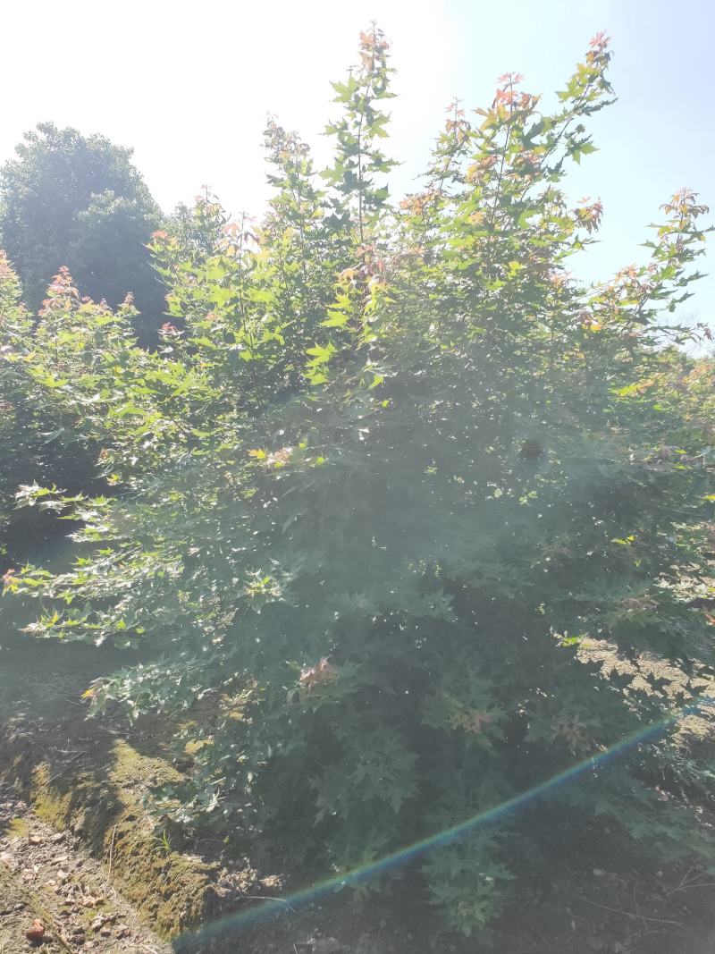 温江枫锦园林场，元宝枫，绿叶树秋天金黄色，很漂亮