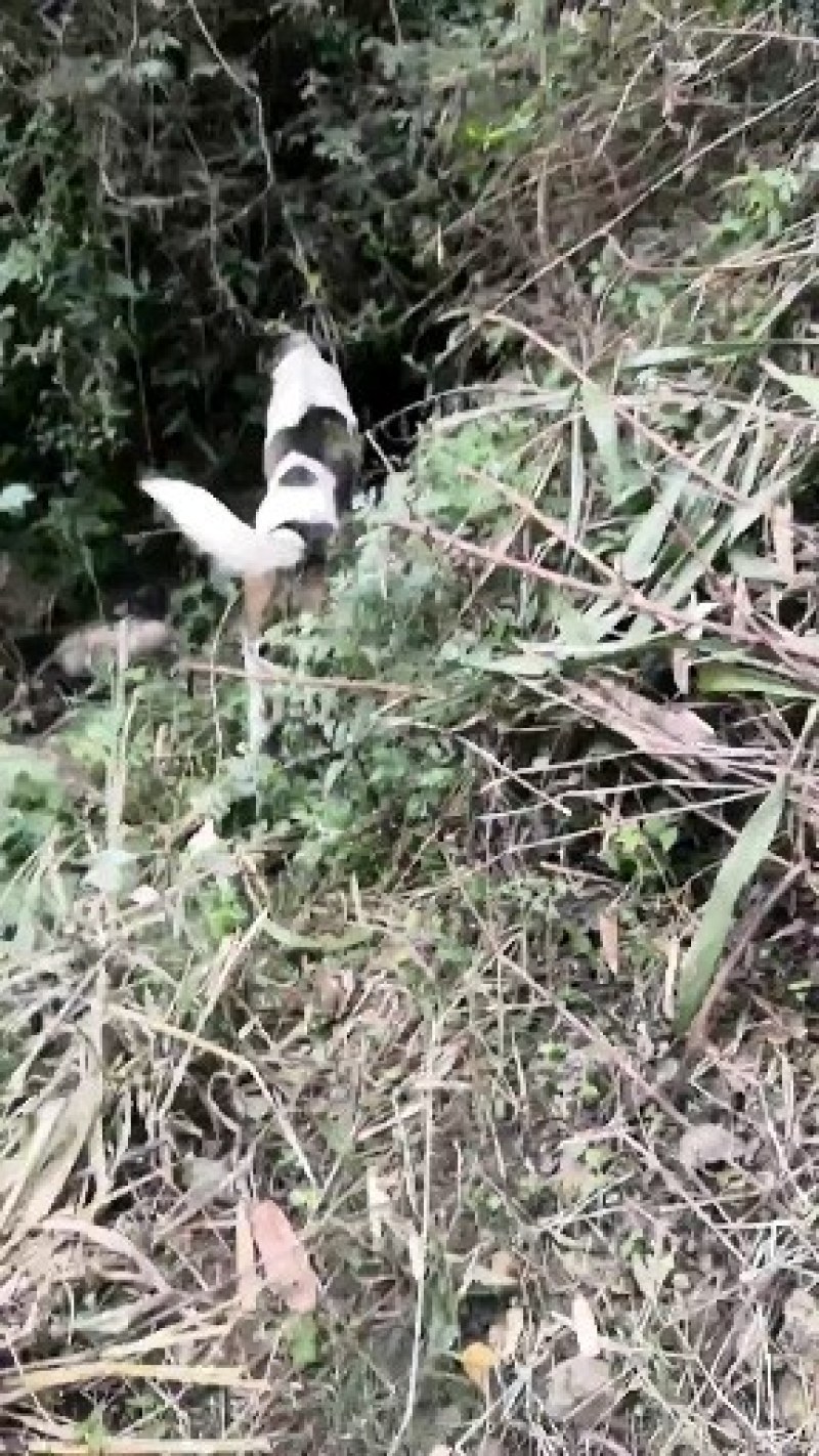 猎犬撵山狗山地猎犬天生猎犬凉山猎犬