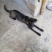 猎犬撵山狗山地猎犬天生猎犬凉山猎犬