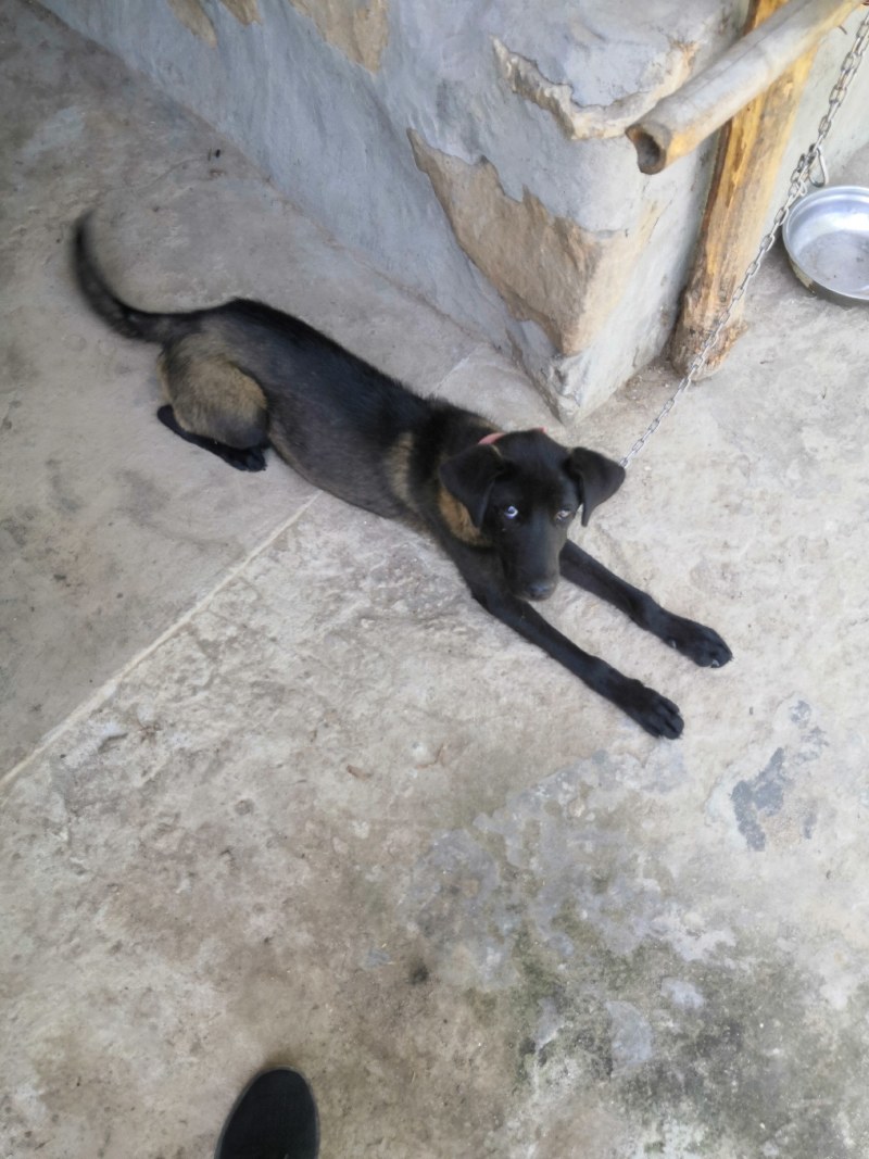 猎犬撵山狗山地猎犬天生猎犬凉山猎犬
