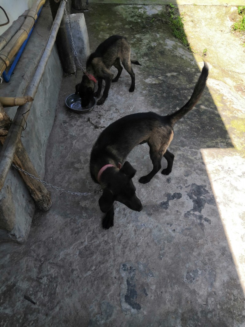 猎犬撵山狗山地猎犬天生猎犬凉山猎犬