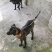 猎犬撵山狗山地猎犬天生猎犬凉山猎犬