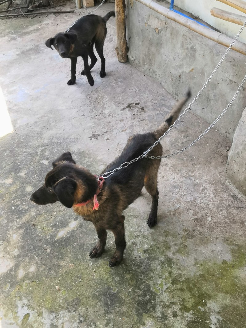 猎犬撵山狗山地猎犬天生猎犬凉山猎犬