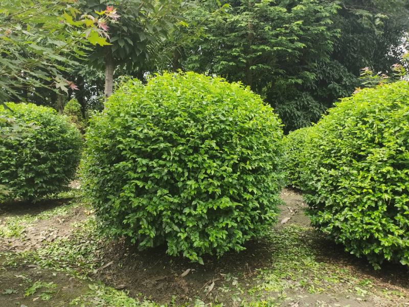 金禾女贞球，春天是金黄色的，到了夏天变绿，嫩芽是黄色的