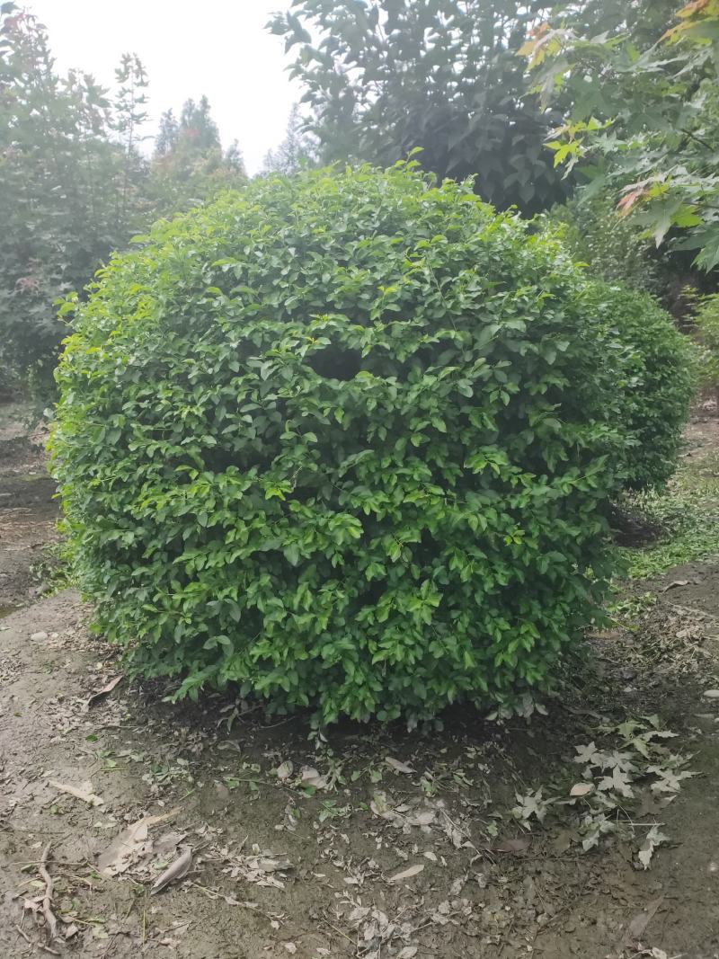 金禾女贞球，春天是金黄色的，到了夏天变绿，嫩芽是黄色的