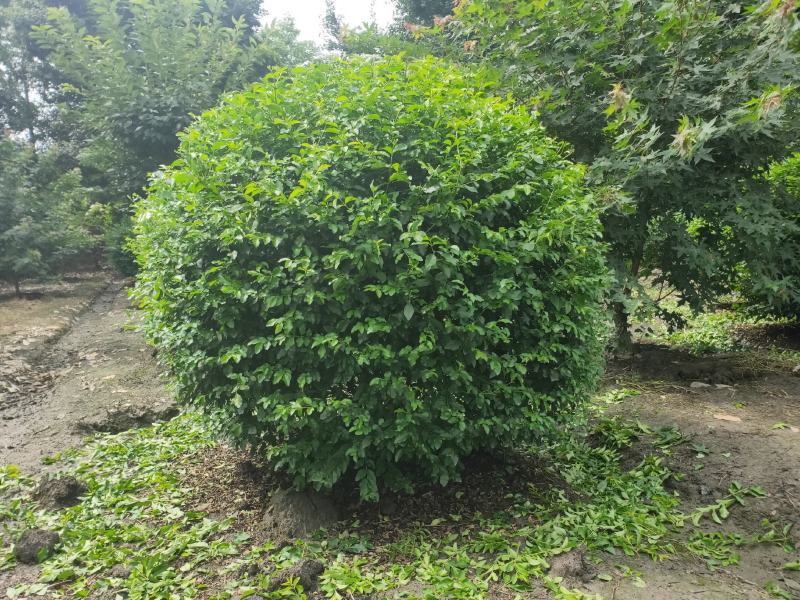 金禾女贞球，春天是金黄色的，到了夏天变绿，嫩芽是黄色的