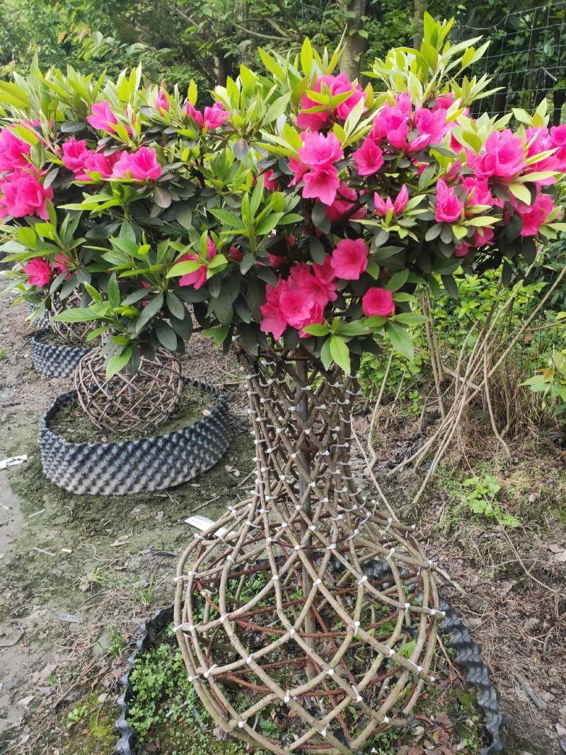 杜鹃造型花瓶，杜鹃花瓶，杜鹃柱，杜鹃造型