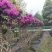杜鹃造型花瓶，杜鹃花瓶，杜鹃柱，杜鹃造型