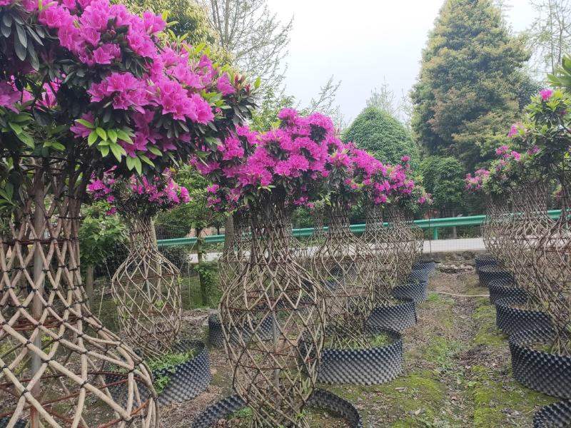 杜鹃造型花瓶，杜鹃花瓶，杜鹃柱，杜鹃造型