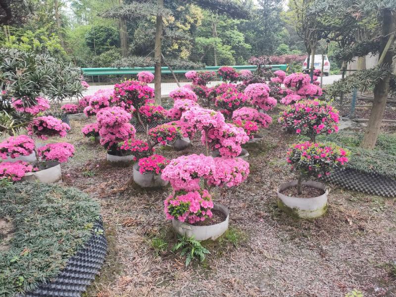杜鹃造型花瓶，杜鹃花瓶，杜鹃柱，杜鹃造型
