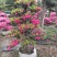 杜鹃造型花瓶，杜鹃花瓶，杜鹃柱，杜鹃造型