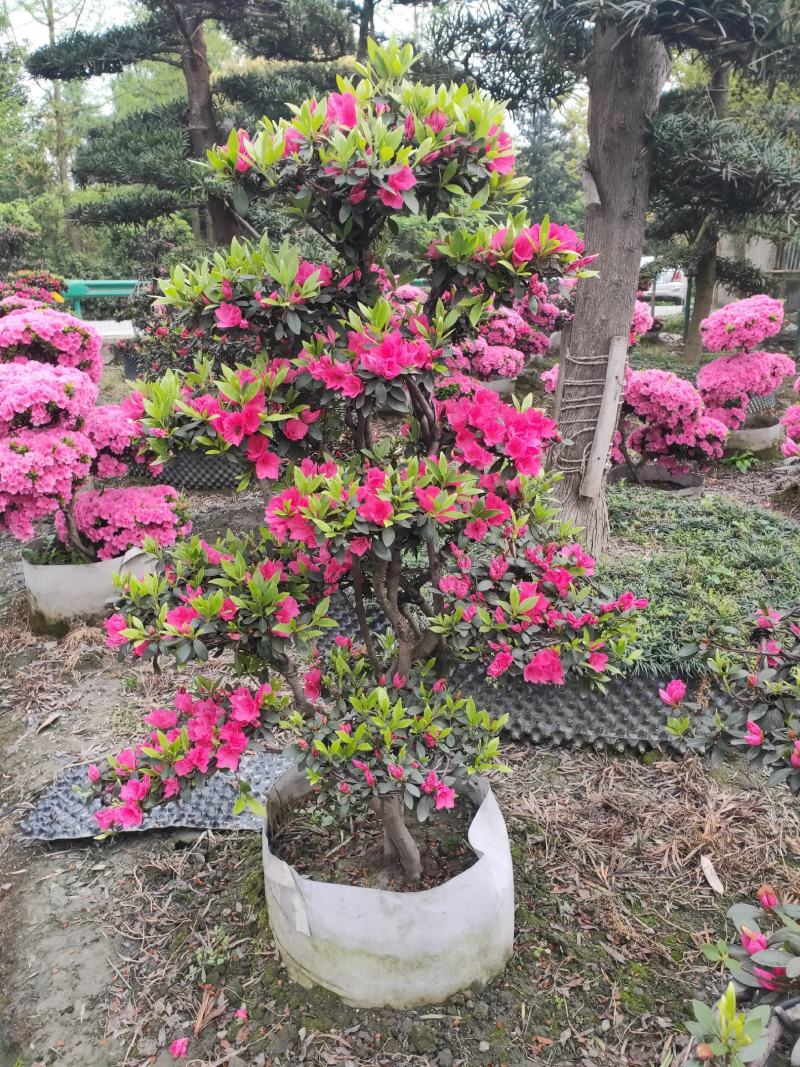 杜鹃造型花瓶，杜鹃花瓶，杜鹃柱，杜鹃造型