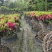 杜鹃造型花瓶，杜鹃花瓶，杜鹃柱，杜鹃造型