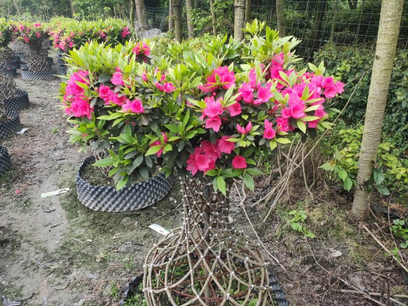 杜鹃造型花瓶，杜鹃花瓶，杜鹃柱，杜鹃造型