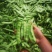 吉林九月青大油豆角，油豆角，大量上市，价格合理欢迎采购！