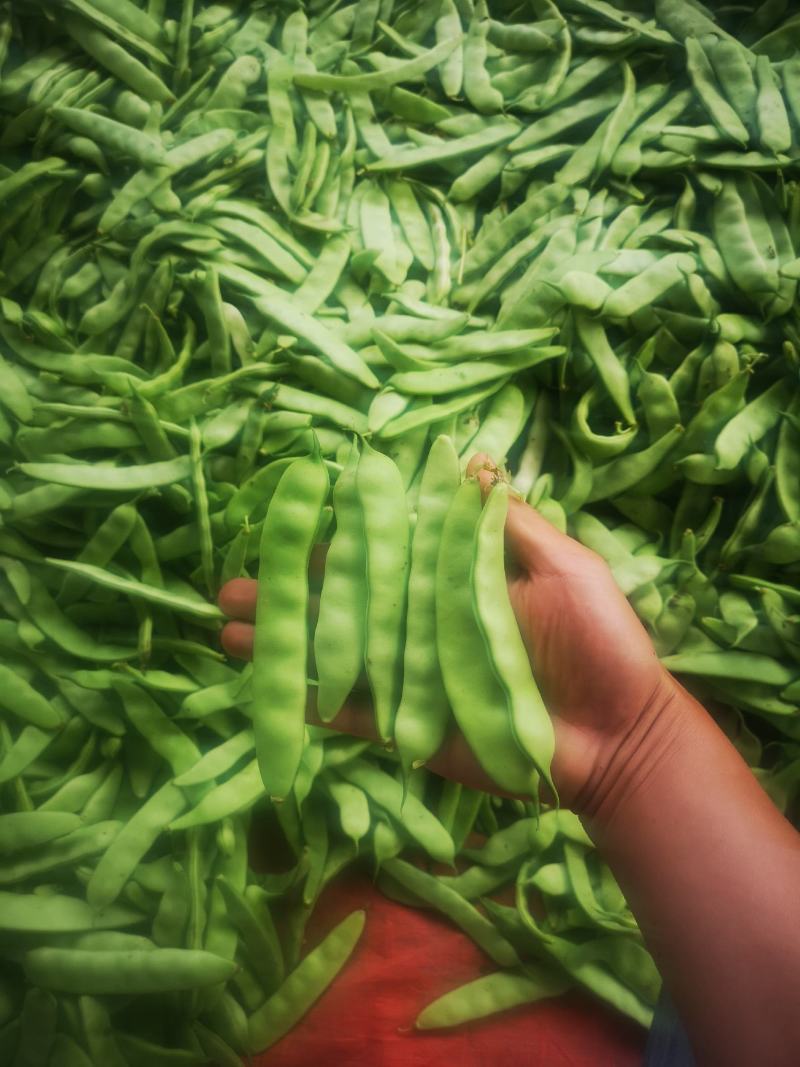 吉林九月青大油豆角，油豆角，大量上市，价格合理欢迎采购！