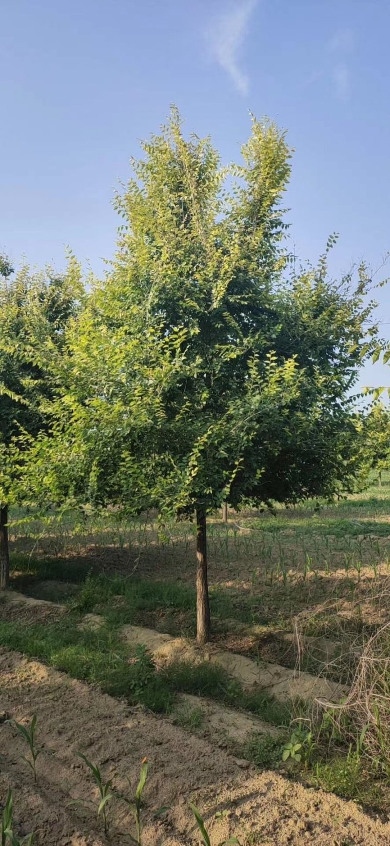 自家农场，金叶榆8到12公分