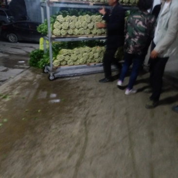 兰州高原夏菜精品毛芹