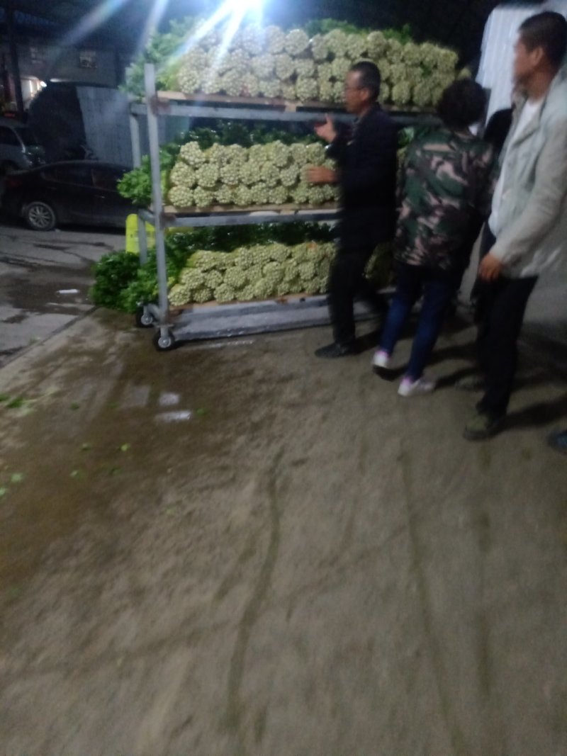 兰州高原夏菜精品毛芹