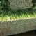 兰州高原夏菜精品毛芹
