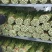 兰州高原夏菜精品毛芹