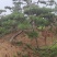 造型黑松造型油松景观松造型松黑松油松