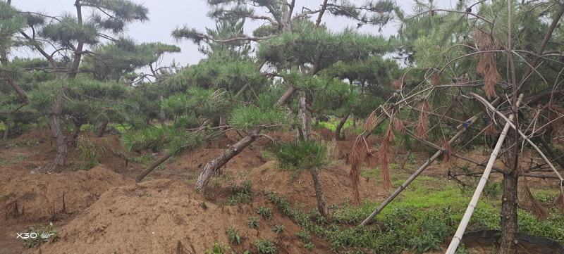 造型黑松造型油松景观松造型松黑松油松